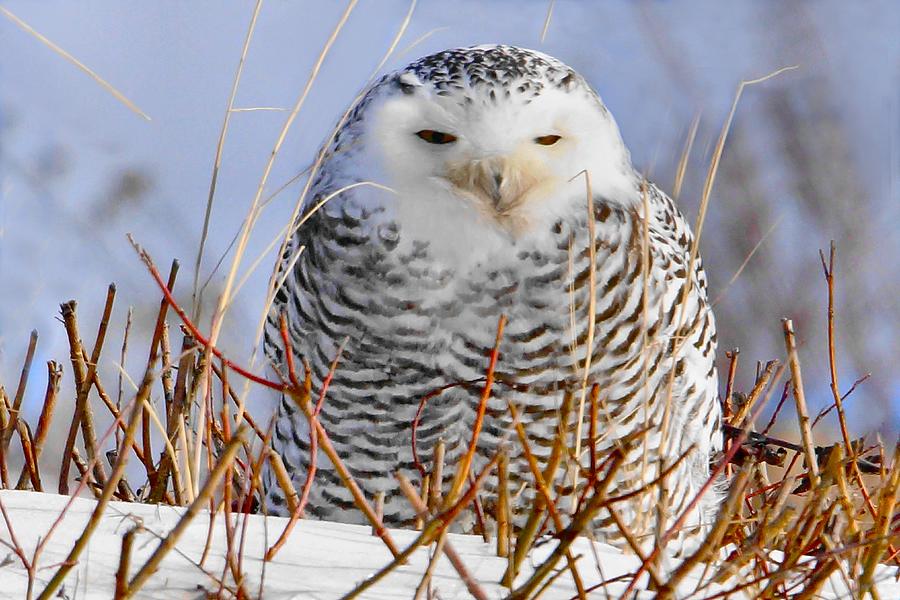 Sitting Snowy Owl Photograph by J R Sanders | Fine Art America