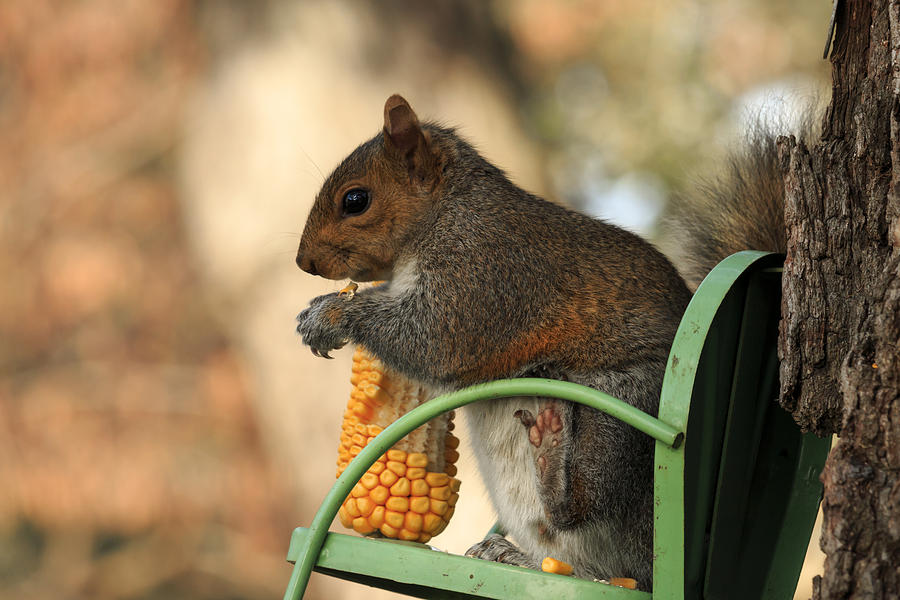 Sitting Squirrel Photograph by Travis Rogers