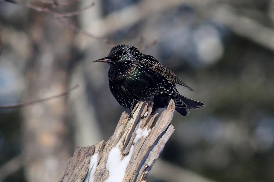 Nature Photograph - Sitting Starling by Bonnie Brann