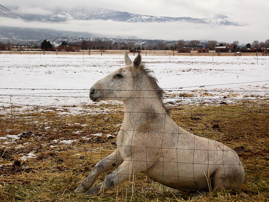 Mountain Photograph - Sitting White Mule Cedar City Utah by Deborah Moen