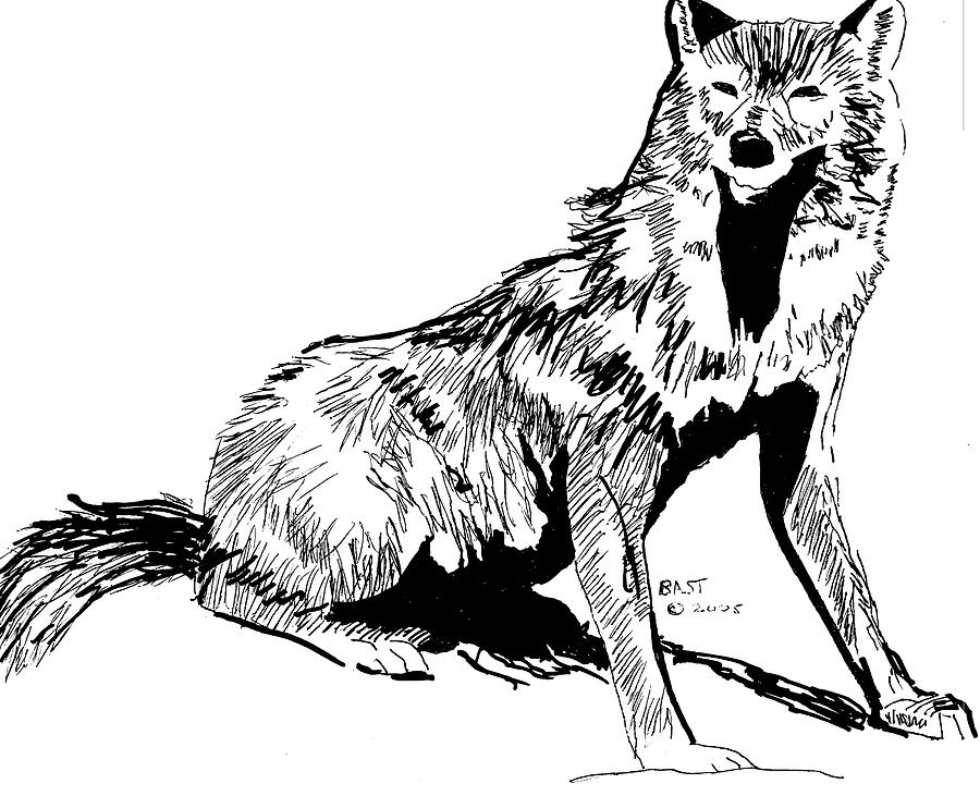 Sitting Wolf 2 Drawing by Lloyd Bast