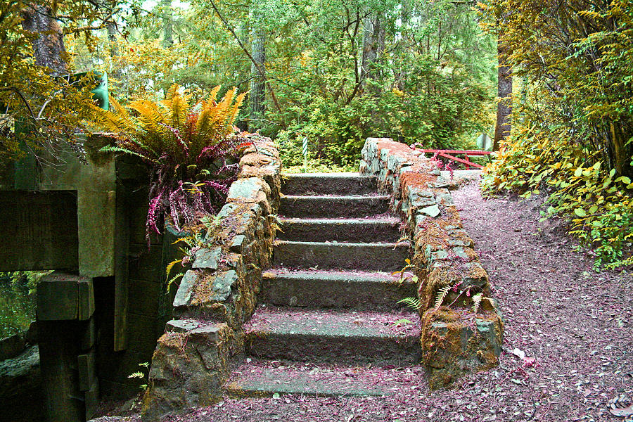 Siuslaw Stairs Photograph by Joseph Coulombe