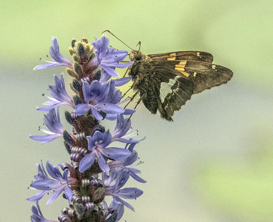 Siver Spotted Skipper Butterfly Photograph by William Bitman