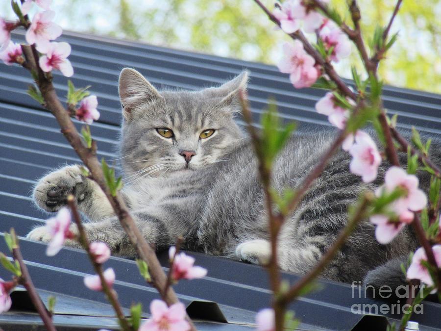 Spring Photograph - Sivko enjoying the spring by Vesna Martinjak