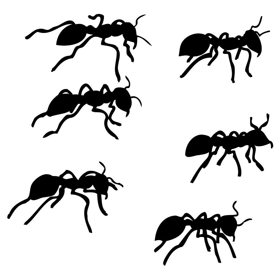 Ant Drawing - Six Ants by Karl Addison