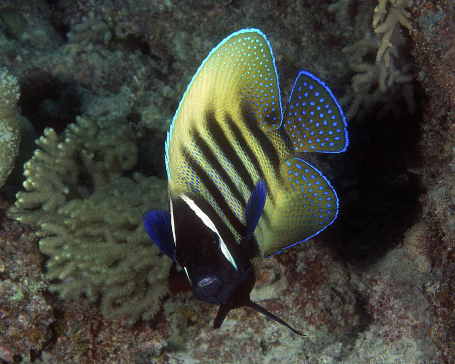 Six Banded Angelfish, Great Barrier Reef Photograph by Pauline Walsh Jacobson