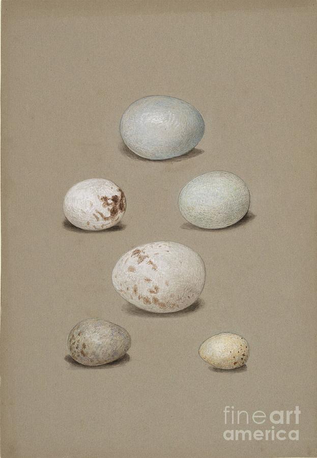 Six birds eggs Painting by Celestial Images