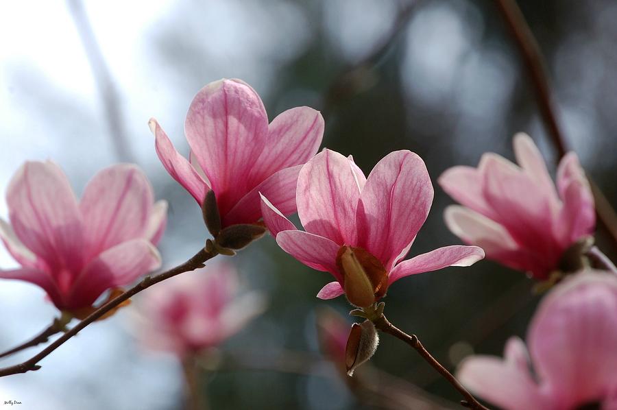 Six Blossoms Photograph by Molly Dean | Fine Art America