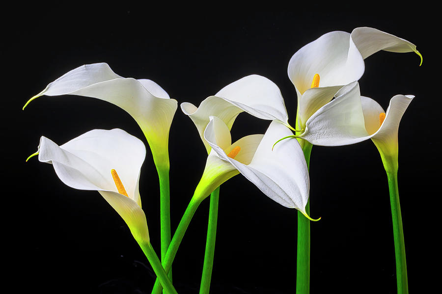 Six Calla Lilies Photograph by Garry Gay