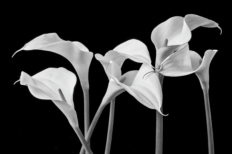 Six Calla Lilies In Black And White Photograph by Garry Gay