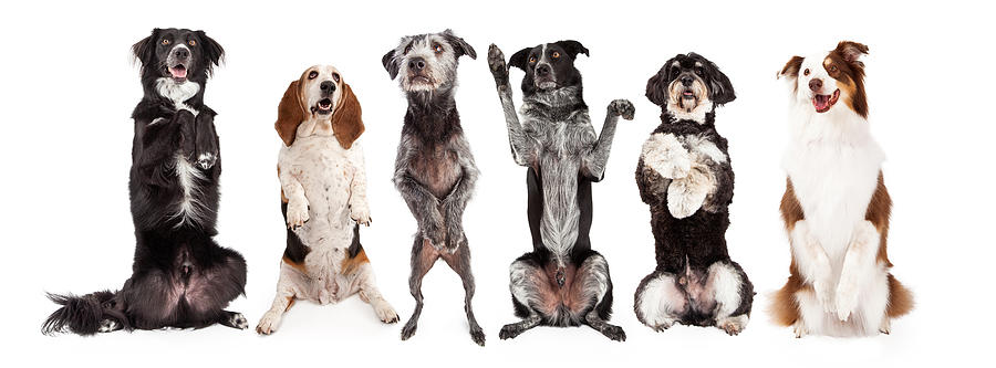 Animal Photograph - Six Dogs Standing Forward Together Begging by Good Focused