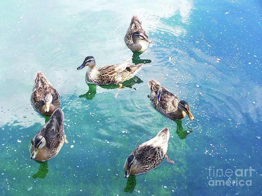 Six Ducks swim together Photograph by Priscilla Batzell Expressionist Art Studio Gallery
