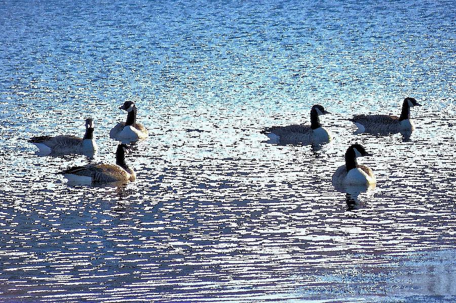 Six Canadian Geese Photograph by Kim Bemis