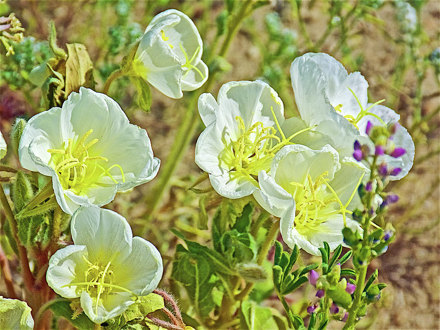 Six Dune Evening Primrose inAnza-Borrego State Park-California Photograph by Ruth Hager