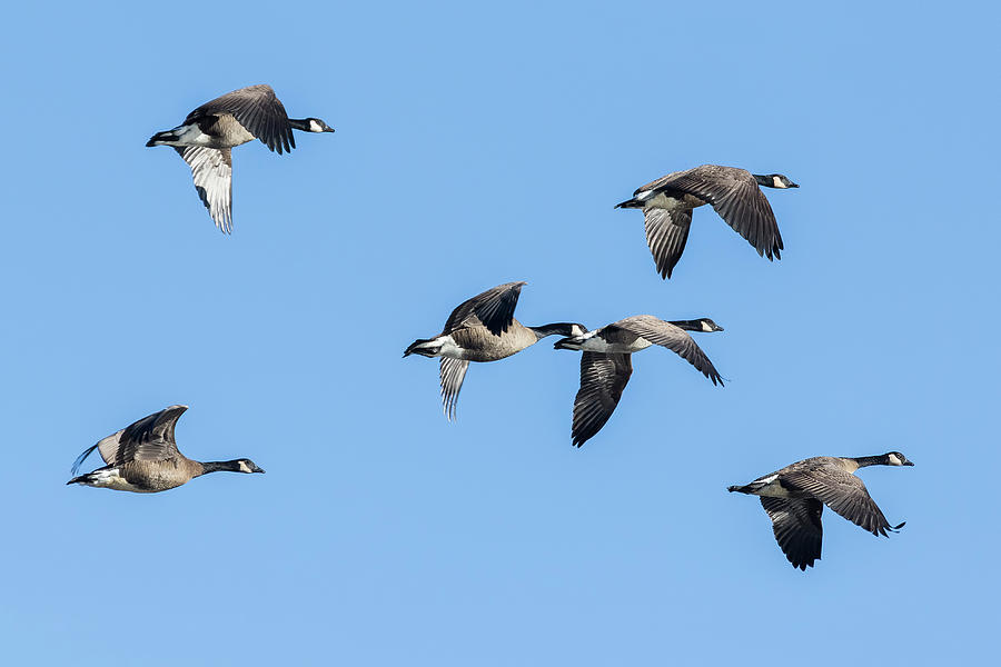 Six Dusky Canada Geese Flying Photograph by Belinda Greb
