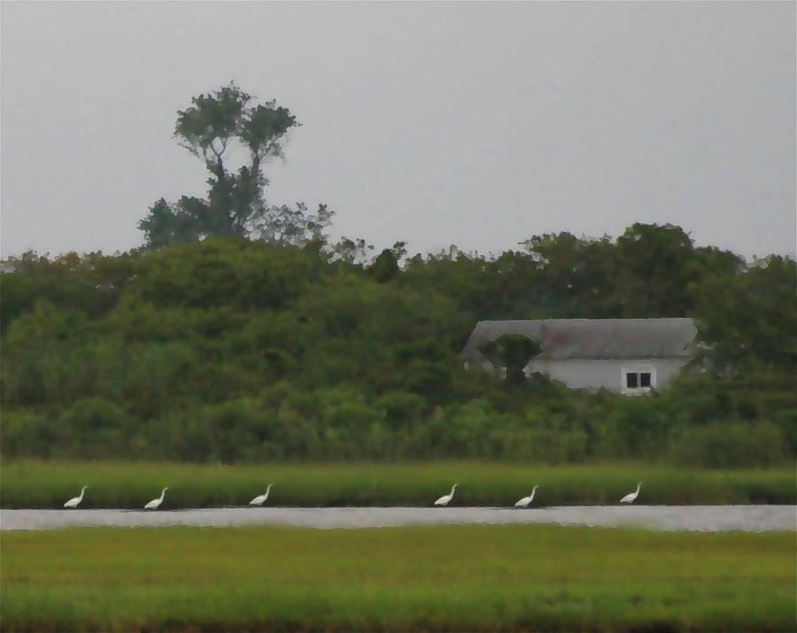 Six Egrets and a Bayhouse Photograph by Christopher J Kirby