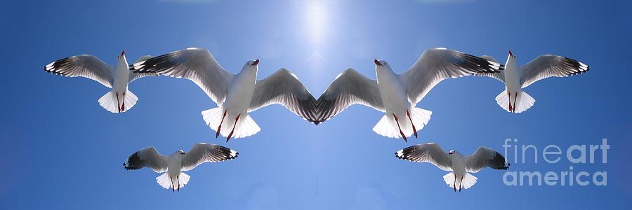 Six Heavenly Backlit Seagulls Flying Overhead in Blue Sky. Photograph by Geoff Childs