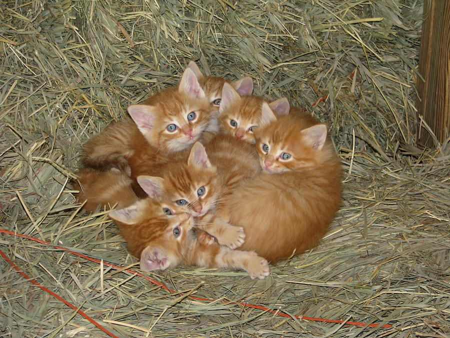 Six Kittens Photograph by Keith Stokes