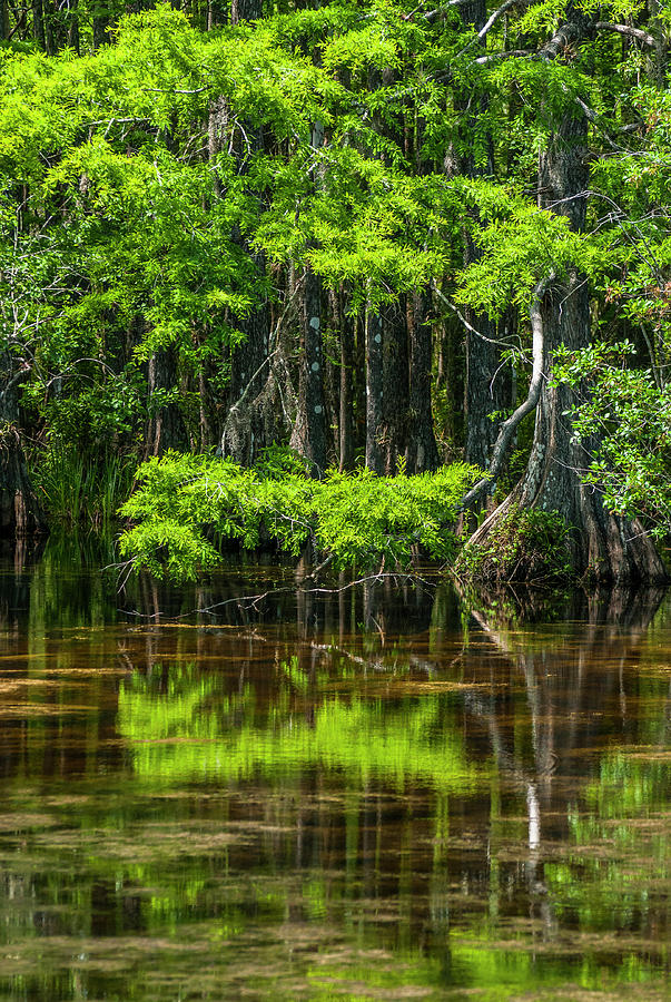 Six Mile Cypress Pond  Photograph by Ginger Stein