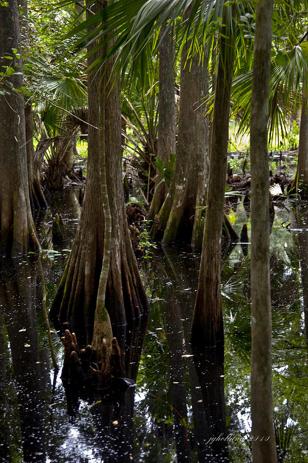 Six Mile Cypress Swamp Florida Photograph by Joseph G Holland