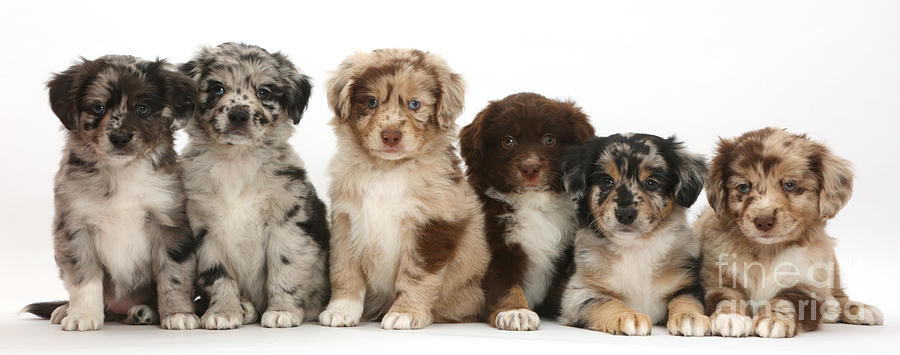 Six Miniature American Shepherd Puppies Photograph by Mark Taylor