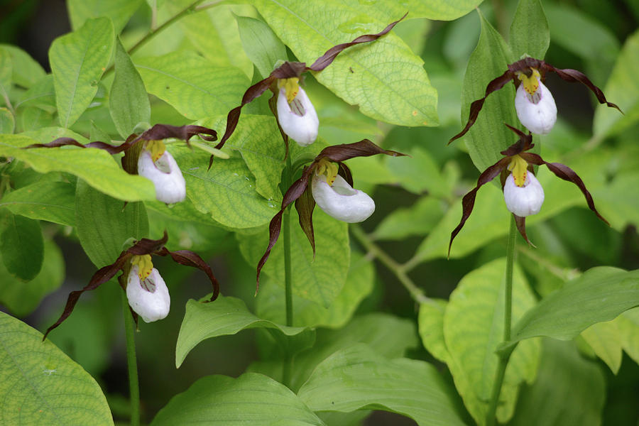 Six Mountain Lady Slipper Orchids Photograph by Whispering Peaks Photography