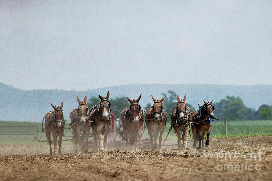 Six Mules and a Horse Photograph by Nicki McManus
