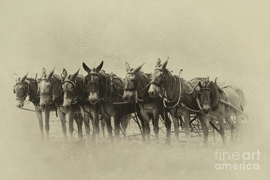 Six Mules, and One More Photograph by Nicki McManus