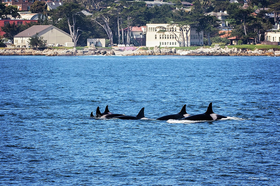 Six Orcas Hunting Photograph by Deana Glenz