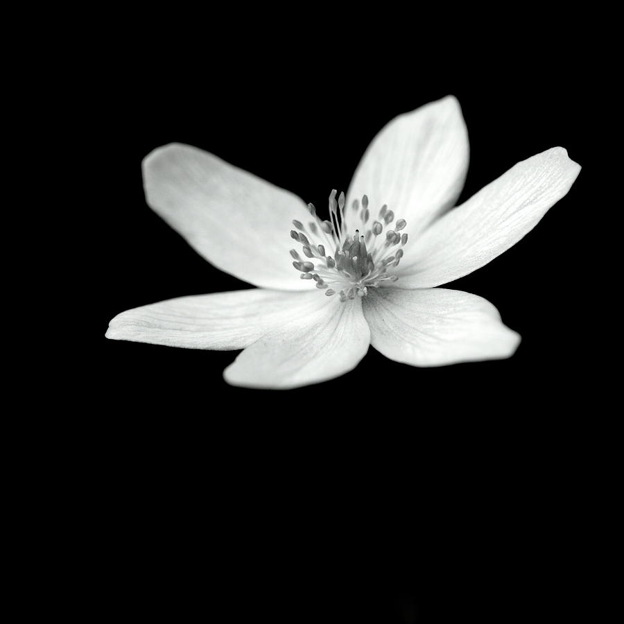 Six petals in monochrome Photograph by Ian Sanders