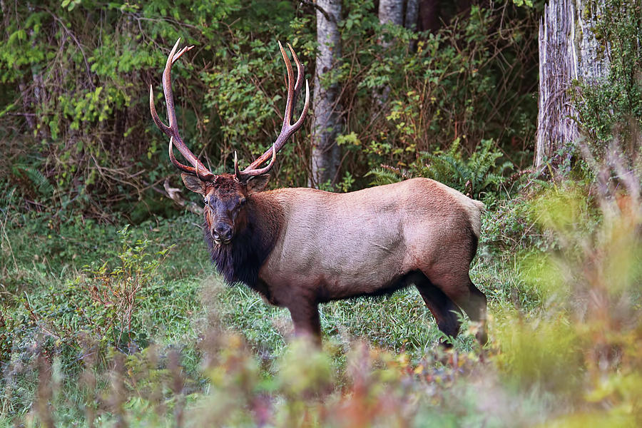 Six Point Elk Stag Photograph by Peggy Collins
