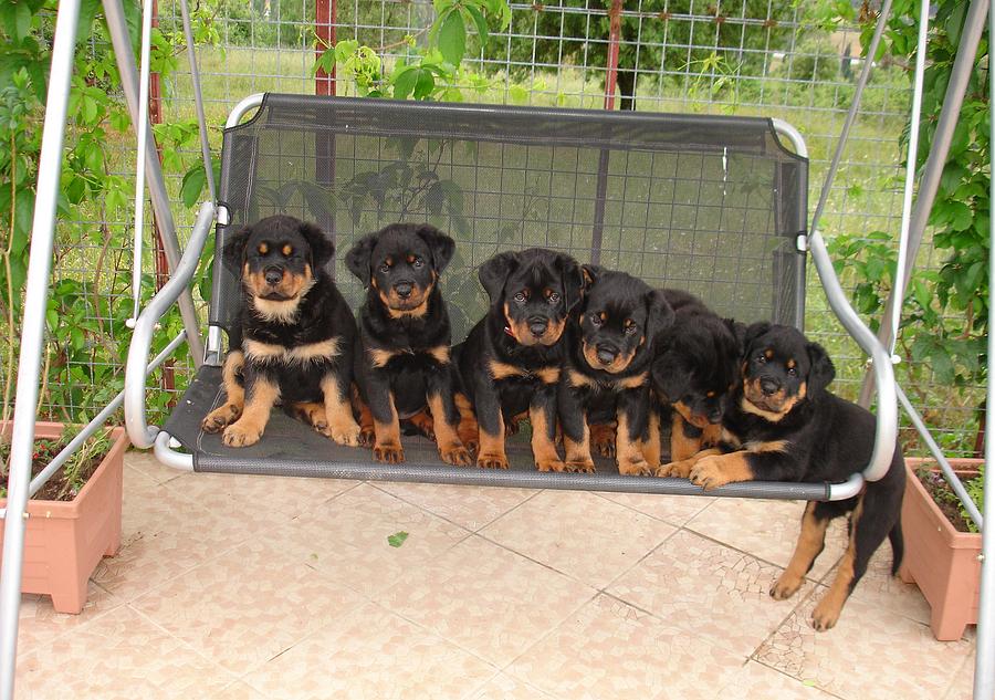 Six Rottweiler Puppies Lined Up On A Swing Photograph by Taiche Acrylic Art