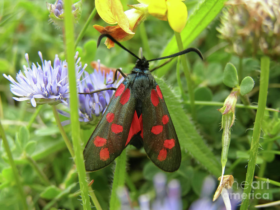 Six-spot Burnet Moth Photograph by Terri Waters