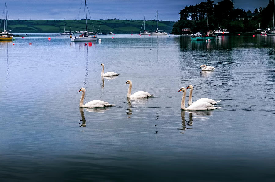 Wildlife Photograph - Six Swans by Phyllis Taylor