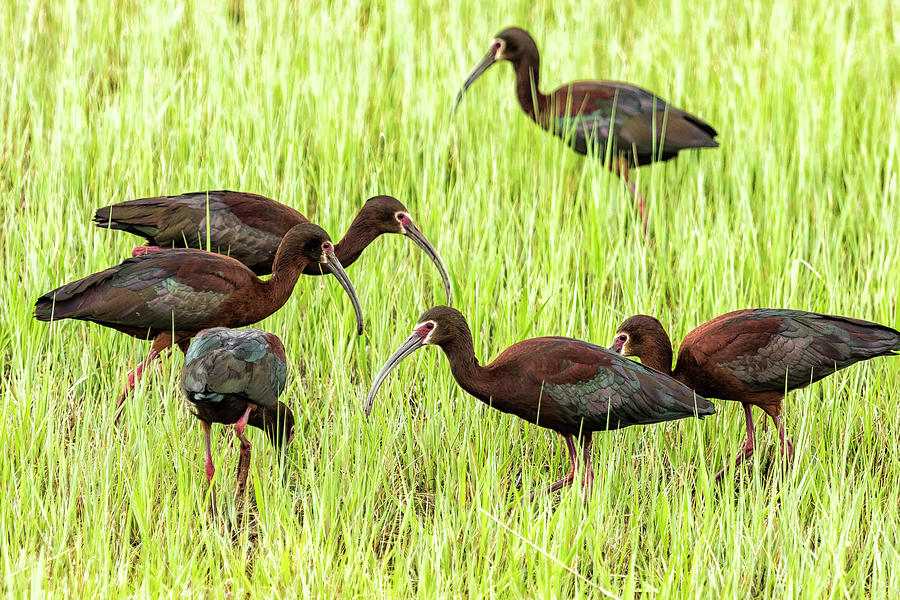 Six White-Faced Ibis in Breeding Plumage Photograph by Belinda Greb