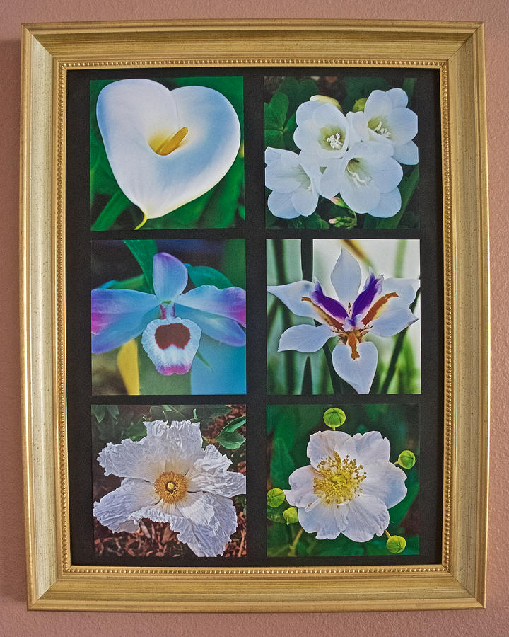 Six White Flowers at Pilgrim Place Photo Assemblage, California, CA  Photograph by Ruth Hager