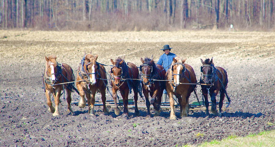 Six Wide Horses Photograph by Russ L Busse - Fine Art America