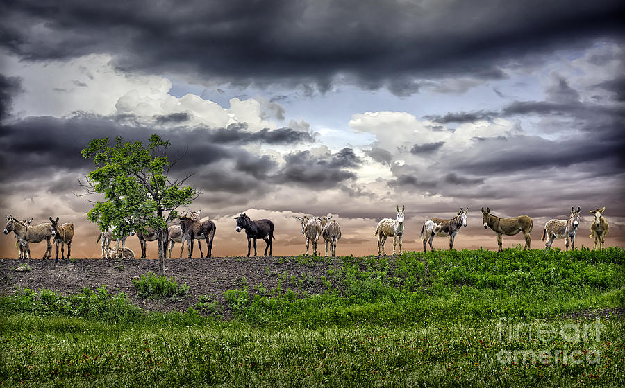 Sixteen Donkeys One Tree Photograph by Walt Foegelle