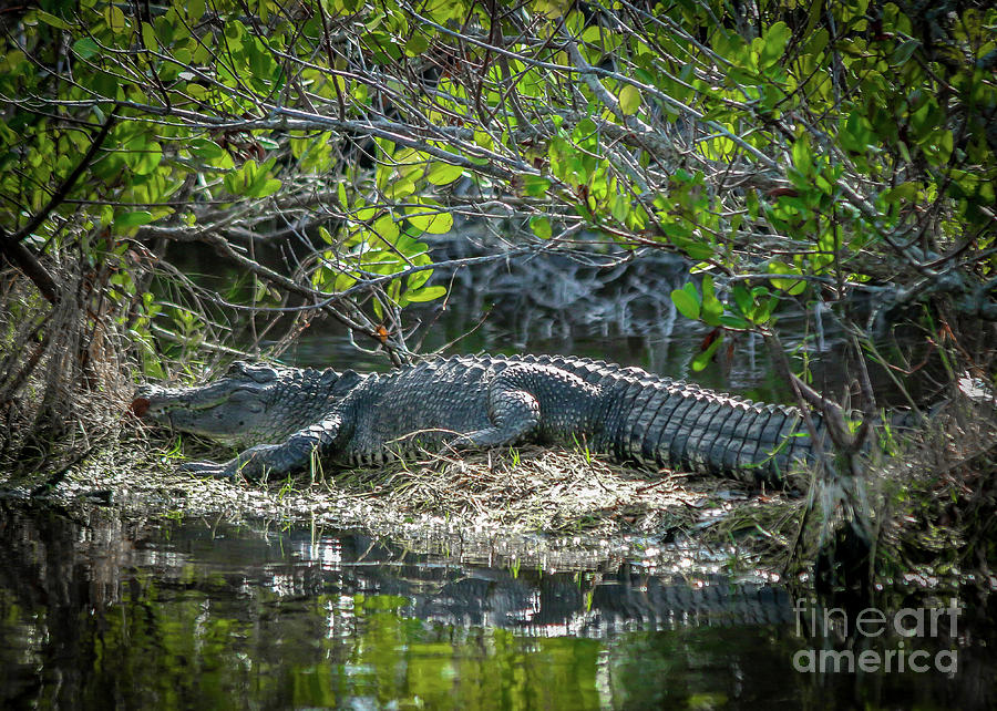 Sizable Gator Photograph by Tom Claud
