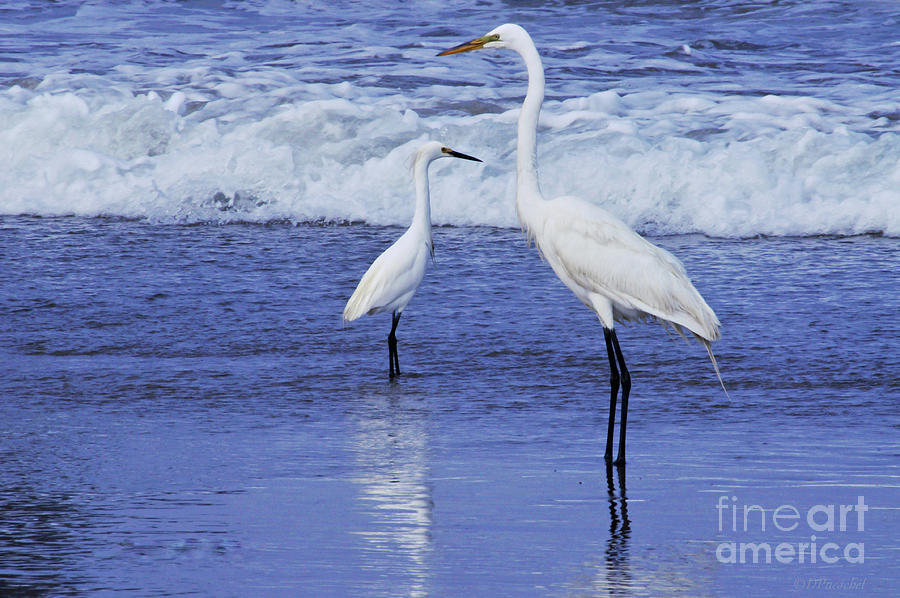 Egret Photograph - Sizing Things Up by Debby Pueschel