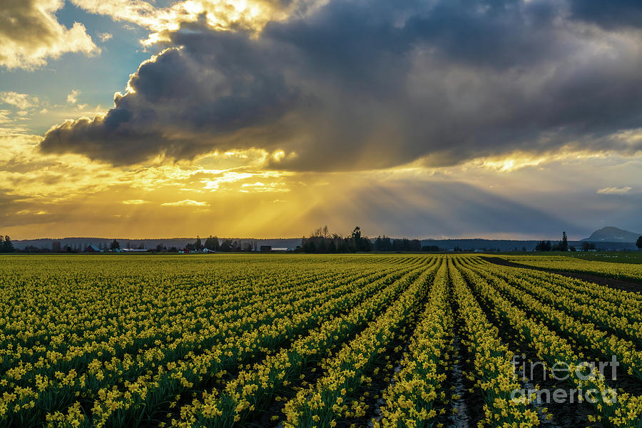 Skagit Daffodil Fields Sunset Sunrays Photograph