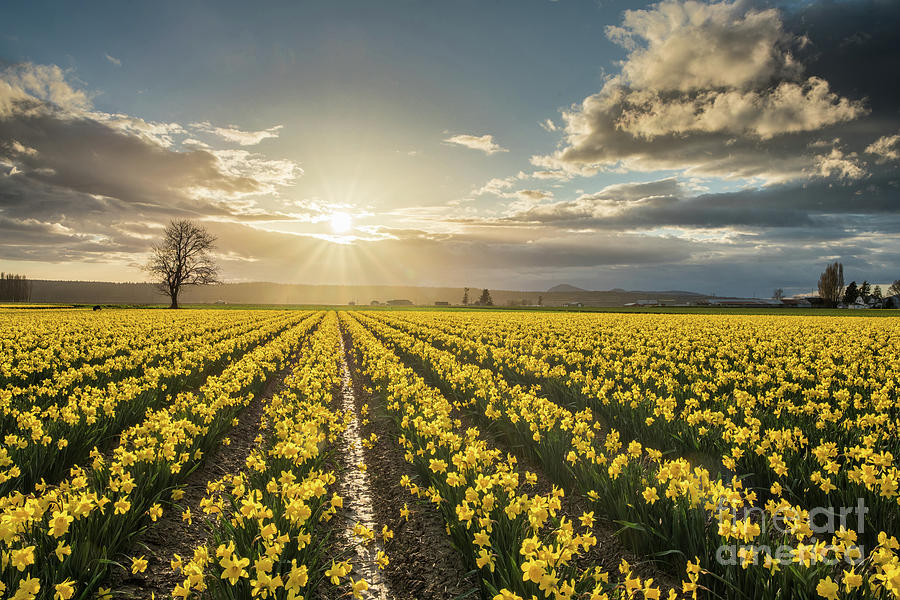 Skagit Daffodils Bright Sunstar Dusk Photograph by Mike Reid