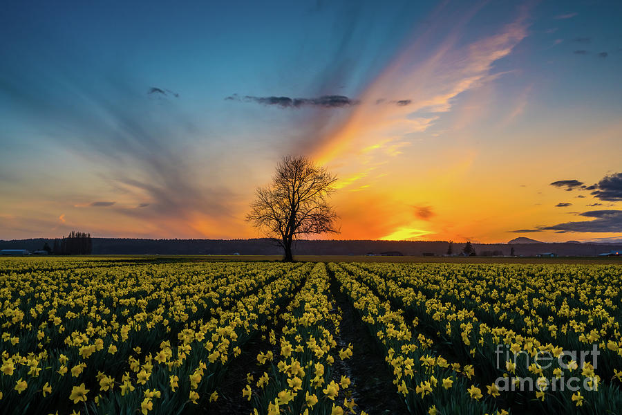 Skagit Daffodils Feather Sunset Photograph