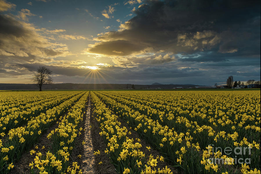 Skagit Daffodils Golden Sunstar Evening Photograph by Mike Reid