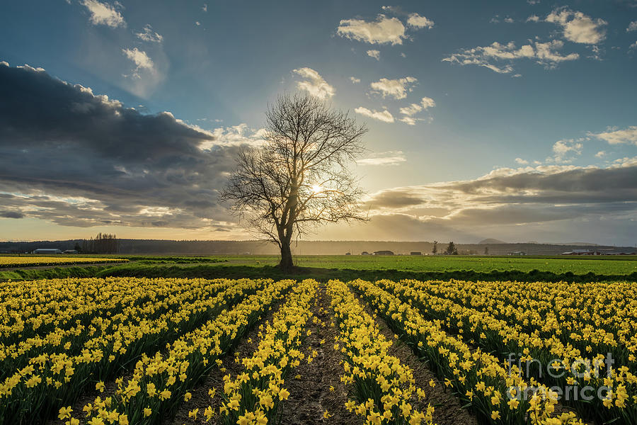 Skagit Daffodils Lone Tree  Photograph by Mike Reid