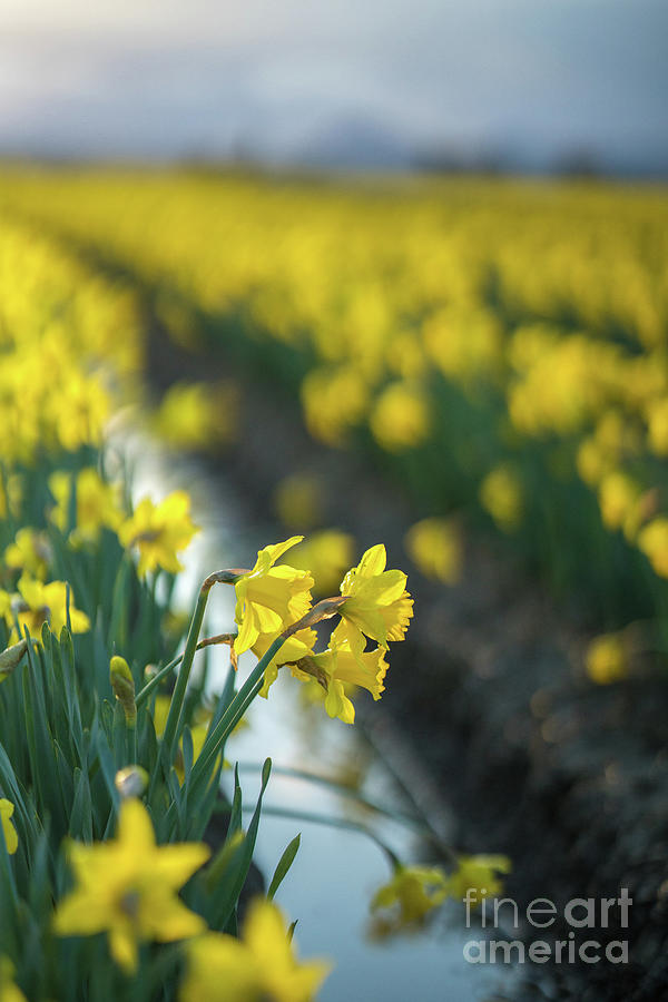 Skagit Daffodils Sunlight Photograph