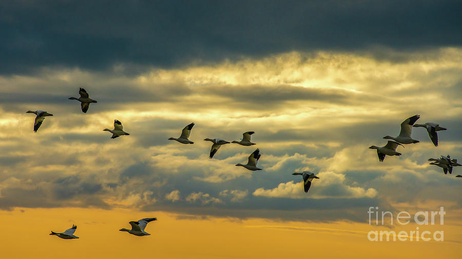 Skagit Snow Geese On The Wing At Dusk Photograph