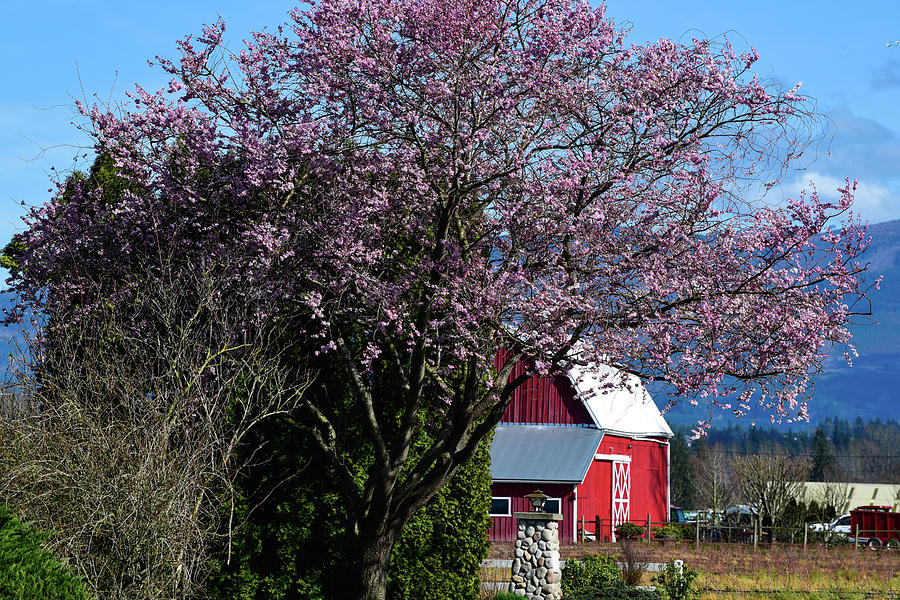 Skagit Spring with Red Barn Photograph by Tom Cochran