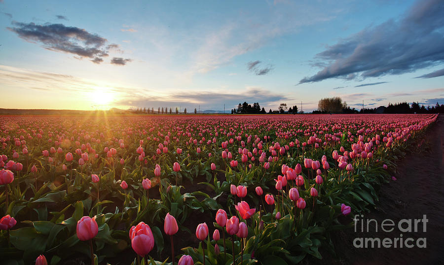 Tulip Photograph - Skagit Sunset Field by Mike Reid