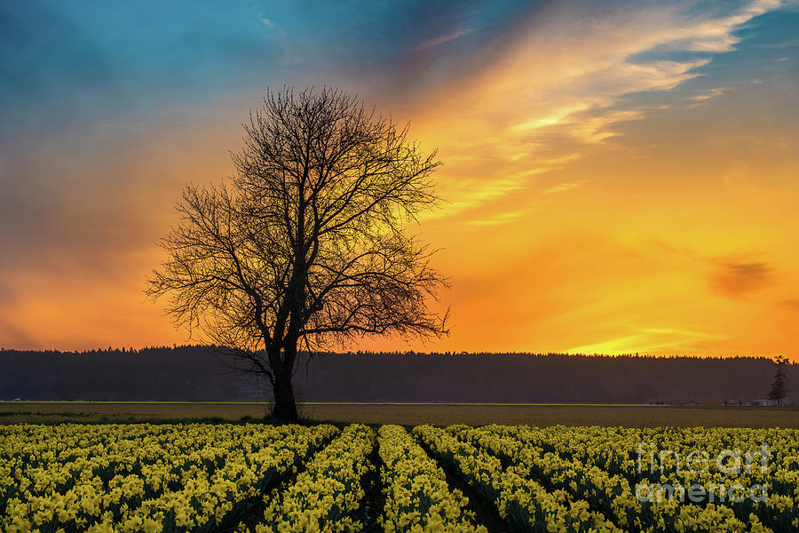 Skagit Sunset Fiery Skies Over Daffodils Photograph